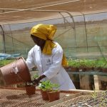 African-Women-in-Agricultural-Research-and-Development